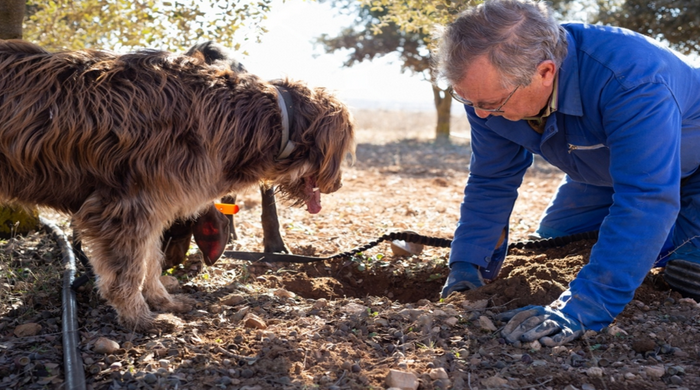 An Italian truffle hunter kneeling in a forest with a Lagotto Romagnolo dog, digging near the roots of an oak tree to uncover a fresh truffle.